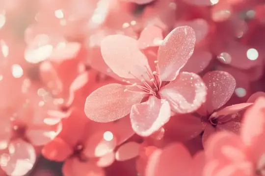 Нежные розовые лепестки цветущей сакуры крупным планом