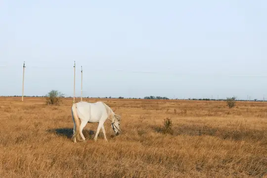Белая лошадь пасётся на сухом осеннем поле