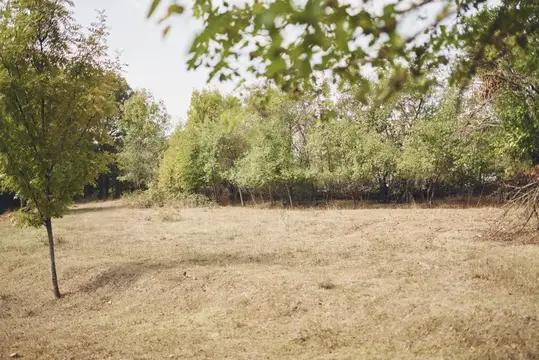 Зеленые деревья, травянистое поле, природный парк, сад