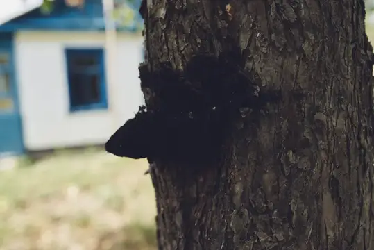 Чёрный нарост на коре дерева на фоне дома