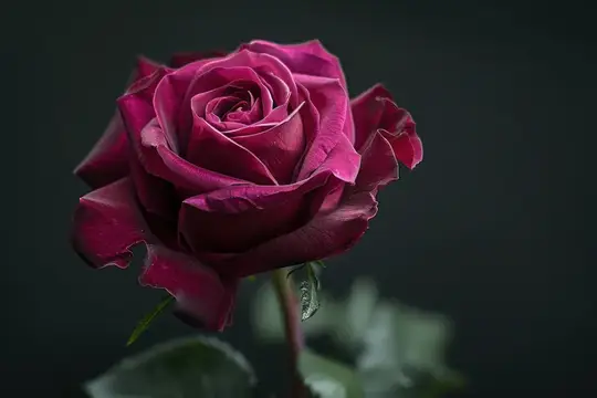 Крупная бордовая роза на тёмном фоне