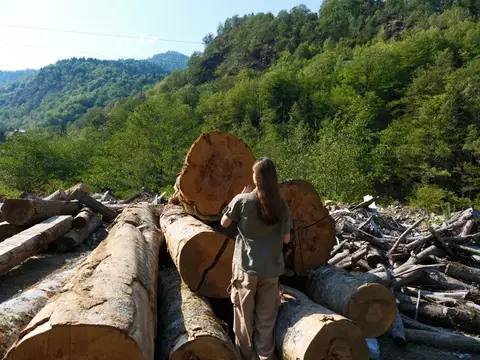 Девушка стоит на поваленных деревьях среди лесных гор
