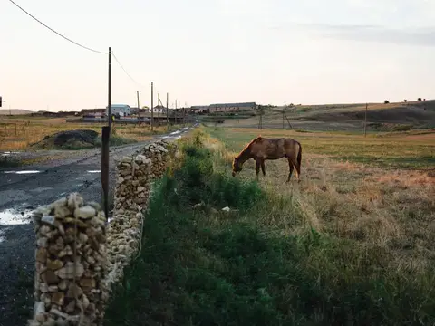 Лошадь ест траву на поле, на лугу, под голубым небом, на свежем воздухе