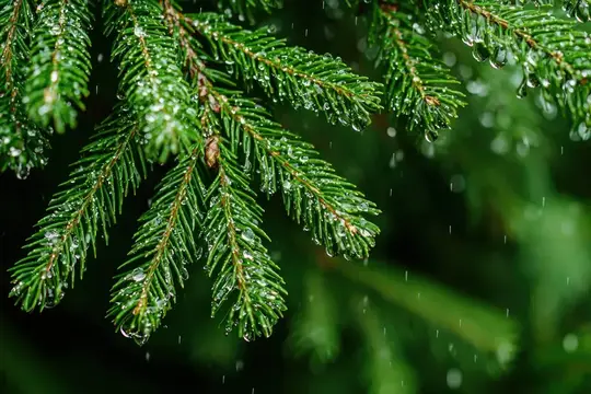 Ветки ели с каплями дождя крупным планом