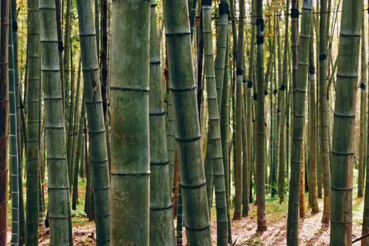 Густой бамбуковый лес с высокими зелёными стеблями