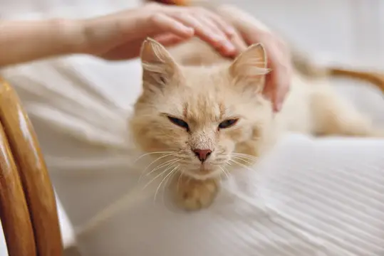 Женщина гладит кошку
