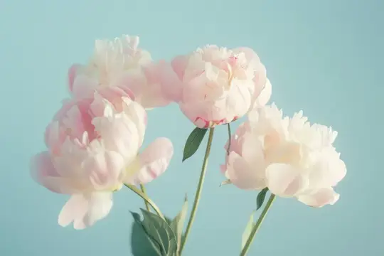 Нежные розовые пионы с пышными лепестками, демонстрирующие свою красоту и элегантность на успокаивающем светло-голубом фоне