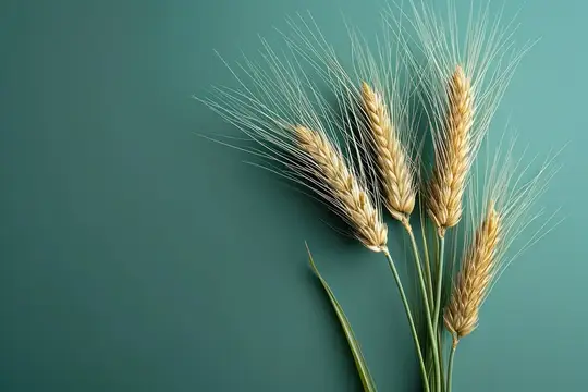 Колосья пшеницы на бирюзовом фоне