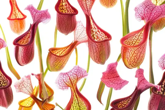 Красивый крупный план яркого и экзотического кувшиночника Sarracenia с замысловатыми прожилками и цветами