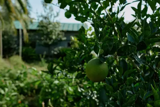 Зеленый цитрус на ветке в саду на фоне дома