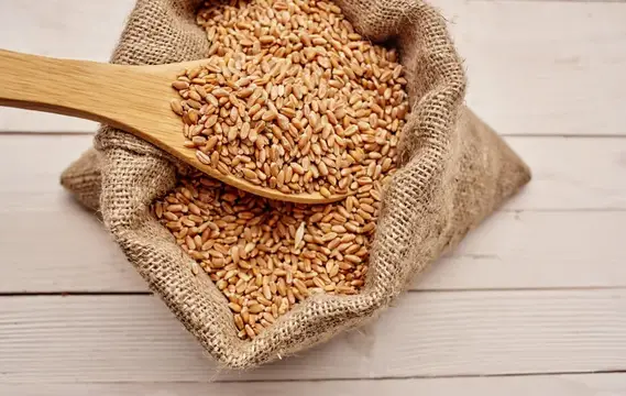 Деревянная ложка с пшеничными зёрнами лежит на мешковине