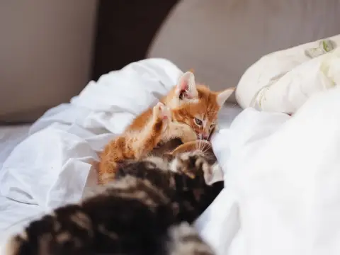Рыжий котёнок играет с полосатым котом на белой кровати