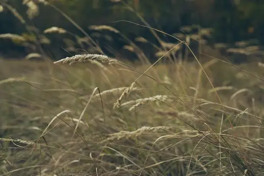 Женщина в белом платье на прогулке на природе летом