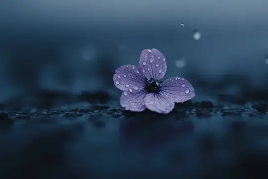 Фиолетовый цветок с каплями воды лежит на мокрой тёмной поверхности