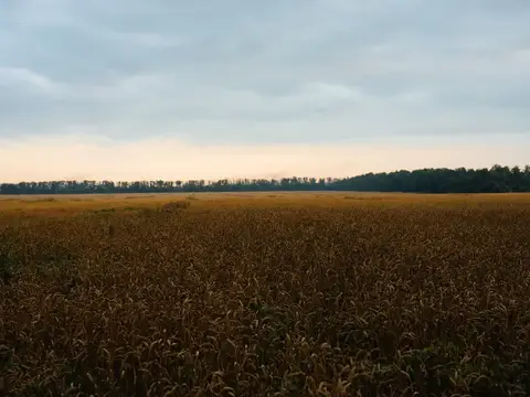 Летнее жёлтое поле, высокие деревья и голубое небо на заднем плане