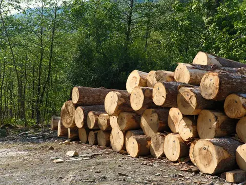 Штабель свежеспиленных брёвен на опушке леса