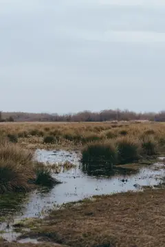 Болотная трава и вода создают спокойный пейзаж: природа на открытом воздухе под пасмурным небом, травянистое поле с отражением в лужах, тростник и растительность, туманная сельская панорама
