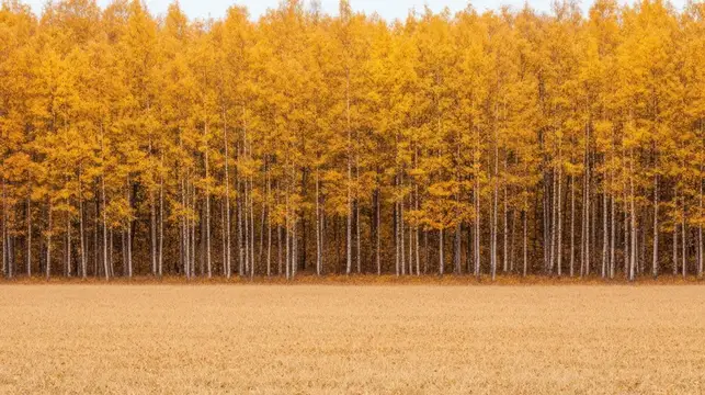 Потрясающий осенний пейзаж с густым лесом из желтых листьев, передающий суть осени