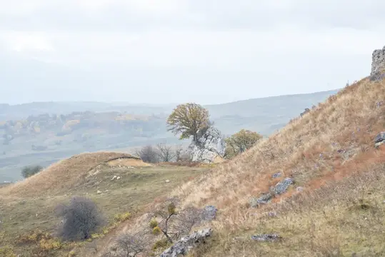 Одинокое дерево на скалистом склоне холма в пасмурный день