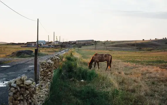 Лошадь в поле пасется на лугу утром, млекопитающее