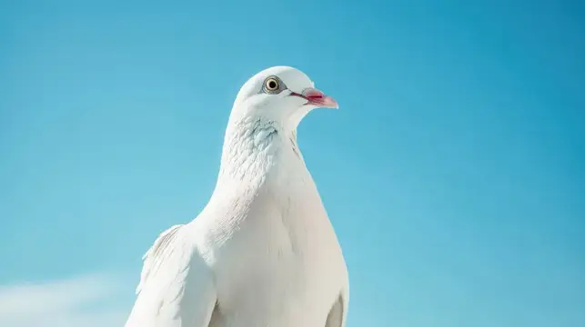 Белая голубка на фоне ясного синего неба