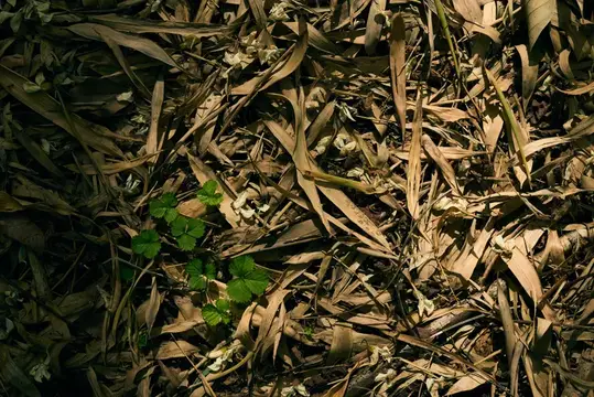 Молодые побеги клевера среди сухой травы и листьев
