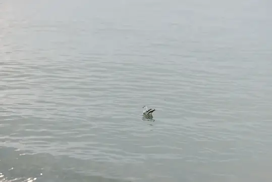 Одинокая чайка плывёт по спокойной серой воде