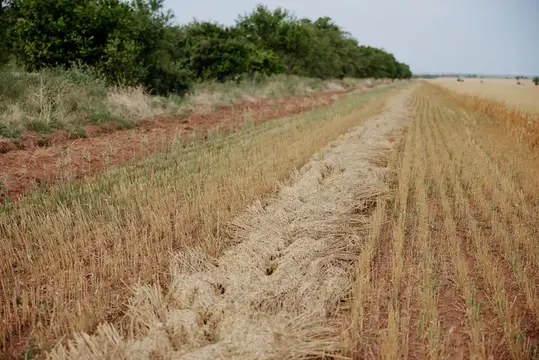 Скошенное пшеничное поле с валками соломы вдоль красной земли