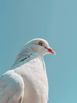 Белый голубь крупным планом на фоне ясного неба