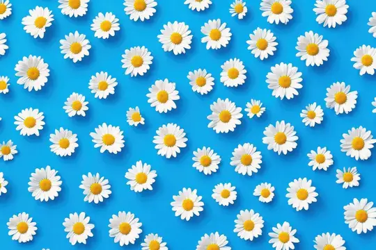 Потрясающая flat lay композиция из белых ромашек на ярком синем фоне, передающая свежесть, летнее настроение и ощущение счастья, идеально подходит для сезонных проектов
