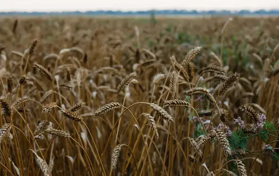 Спелые колосья пшеницы на поле в пасмурный день