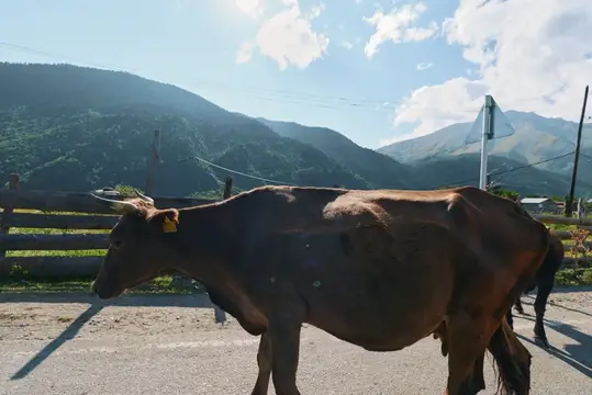 Одинокая корова шагает по проселочной дороге, на фоне поднимающихся холмов, голубое небо и яркий свет усиливают безмятежную пасторальную атмосферу