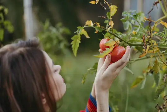 Молодая женщина срывает спелые помидоры с куста в саду