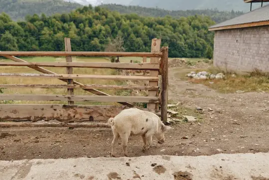 Белая свинья роется в земле у деревянного забора в деревне