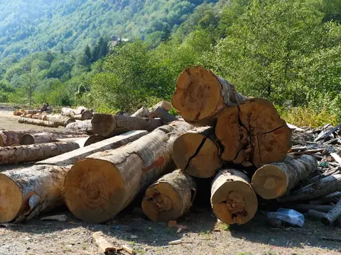 Спиленные стволы деревьев лежат на поляне у лесистого склона