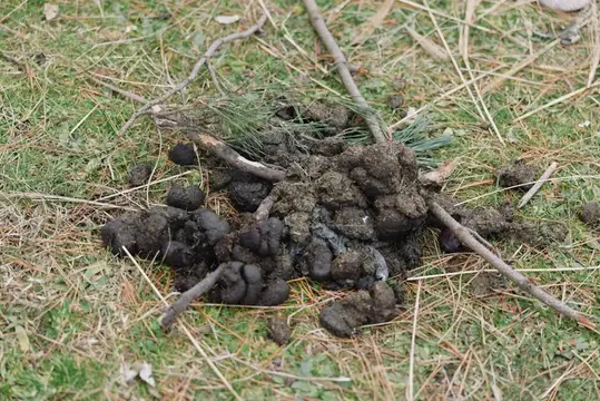 Куча помёта диких животных на почве, окружённая травой и палками