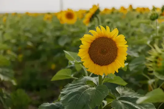 Поля с бескрайними подсолнухами, прекрасный летний пейзаж