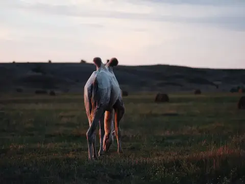Светлая лошадь пасётся в вечернем поле