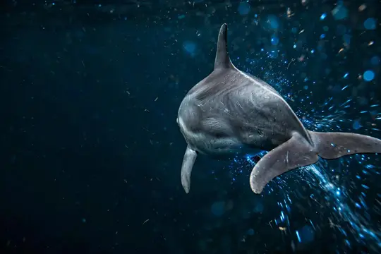Дельфин выпрыгивает из тёмной воды среди брызг