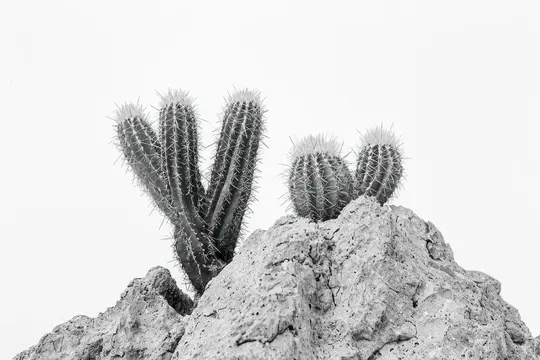 Черно-белая фотография кактусов на неровных камнях, подчеркивающая природную стойкость и текстуры