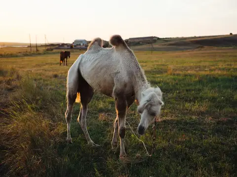 Белый верблюд пасётся на лугу в степи на закате