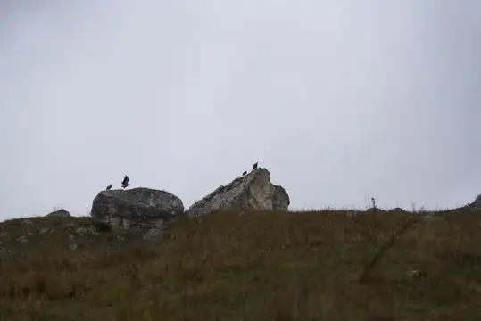 Птицы сидят на камнях на фоне пасмурного неба