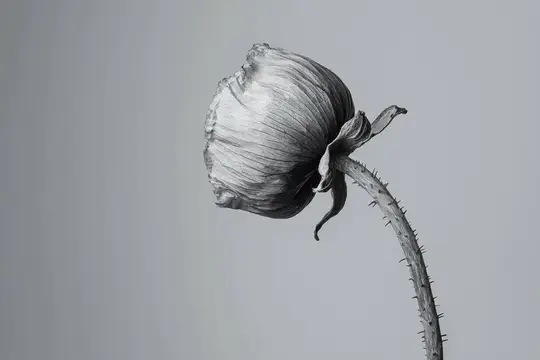 Элегантная монохромная фотография цветка мака, демонстрирующая его потрясающую текстуру и форму