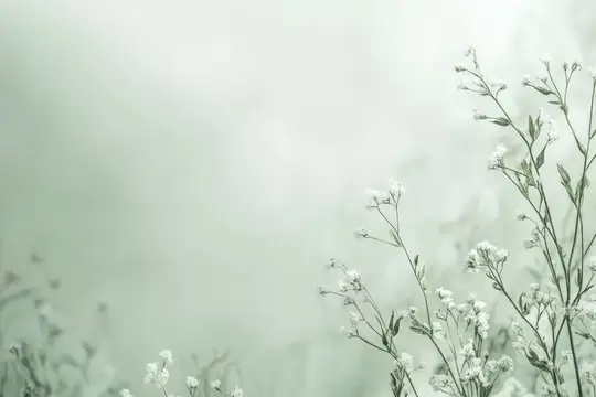 Нежные белые цветы гипсофилы на мягком светлом фоне