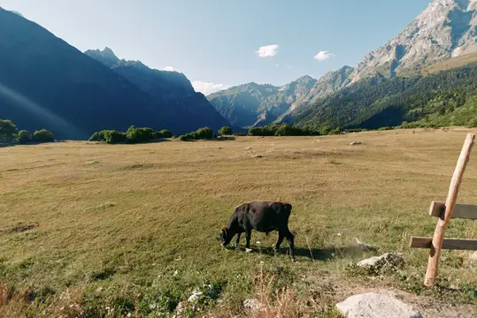 Корова на лугу в горах, пастбище в долине