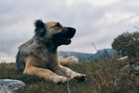 Уличная собака на улице в горах, путешествия, животные