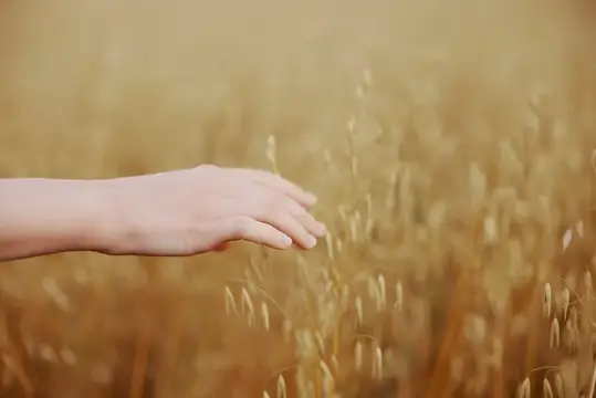 Человеческая рука, пшеничные поля, сельское хозяйство, сбор урожая, образ жизни