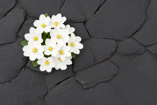 Спокойная, минималистичная сцена на открытом воздухе, снятая при естественном освещении; нежные цветы контрастируют с неровной почвой, создавая безмятежное настроение и сфокусированный контраст…