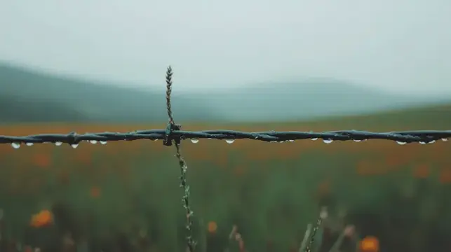 Крупный план колючей проволоки с каплями росы на фоне туманного поля, усеянного оранжевыми цветами, вызывающий чувство умиротворения и единения с природой, идеально подходит для сезонных тем
