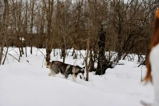 Собака породы хаски идёт по глубокому снегу в зимнем лесу